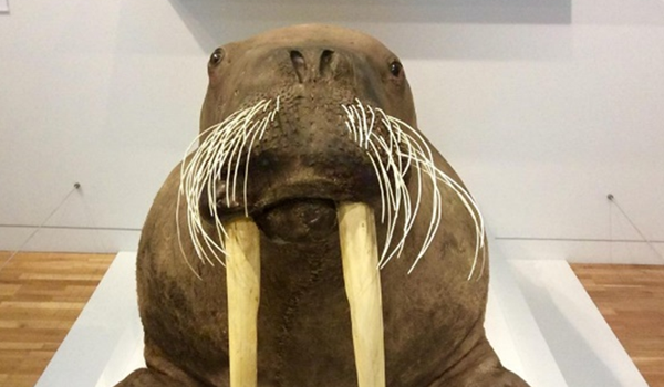 Giant Walrus named Marmalade after a public vote