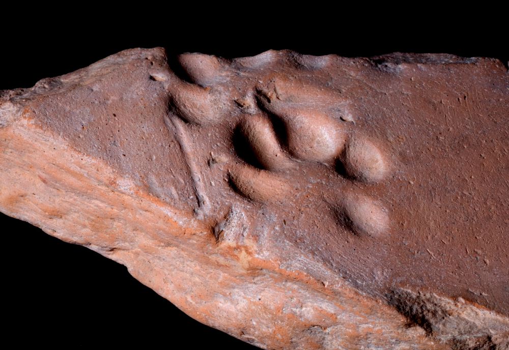 Pawprint Pawprint